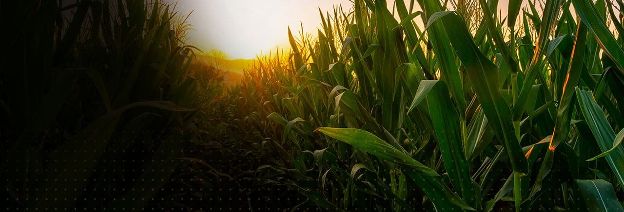 Corn field